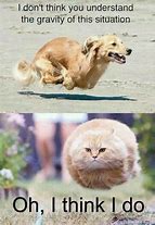Image result for Memes About Animals