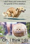 Image result for Funny Memes Animals Cats Dogs