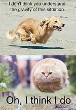 Image result for Animal Funny Meme Faces