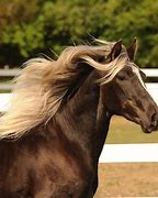 Image result for Rocky Mountain Horse Pics
