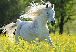 Image result for Purebred Arabian Horse