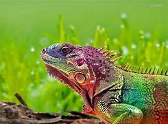 Image result for Reptiles