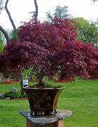 Image result for Trees That Grow Well in Pots