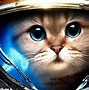 Image result for Cool Cat Animation