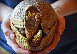 Image result for Armadillo Ball