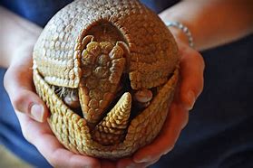 Image result for Armadillo Puns