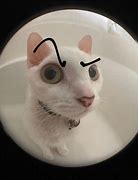 Image result for Angry Cat Eyebrows