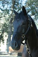 Image result for All-Black Thoroughbred Horse
