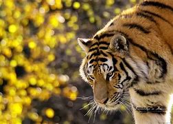 Image result for Siberian Tiger Wallpaper