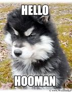 Image result for Hooman Dog Meme