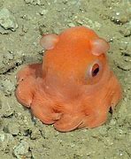 Image result for Cirrina Octopus