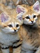 Image result for Sand Dune Cat