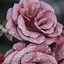 Image result for Flower iPhone 7 Plus Wallpaper