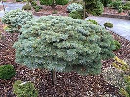Image result for Abies concolor Masonic Broom