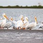 Image result for Pelican Migration Map