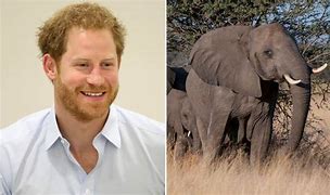 Image result for prince harry wildlife photos