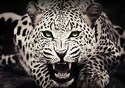 Image result for Cool Animal PFP 1080