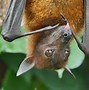 Image result for Is Bat a Mammal