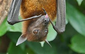 Image result for Biggest and Smallest Bat