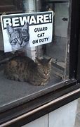 Image result for Guard Cat Meme