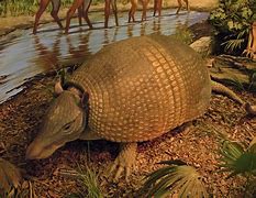 Image result for Armadillo Gigante