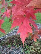 Image result for Red Amaple Tree