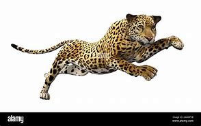 Image result for Jaguar Leaping