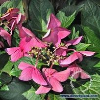 Image result for Hydrangea macr. Rotschwanz