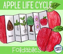 Image result for Apple Life Cycle Foldable