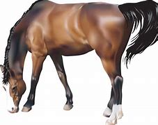 Image result for Very Cool Stallion Horse