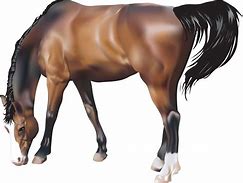 Image result for Race Horse Transparent