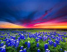 Image result for Texas Highway Wildflowers