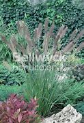 Image result for Pennisetum alopecuroides Cassian