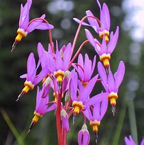 Image result for Dodecatheon pulchellum ssp pulch. Red Wings