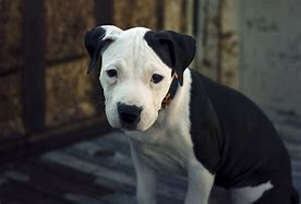 Image result for What Type of Dog Is a Pit Bull