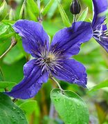 Image result for Sapphire Blue Clematis