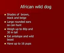 Image result for African Wild Dog Memes