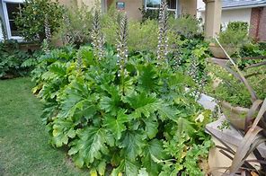 Image result for Acanthus mollis Albiflorus