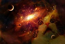 Image result for Space Cat Wallpaper for Laptop