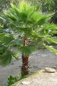Image result for Washingtonia robusta