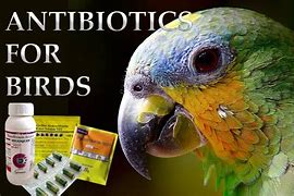 Image result for Bird Antibiotics