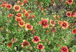 Image result for Photos of Florida Flowers and native plants