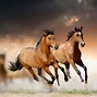 Image result for Running Horse HD