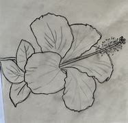 Image result for Brazil National Flower Drawing