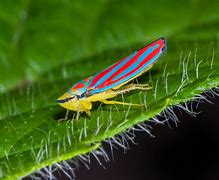 Image result for "redbanded-leafhopper"