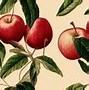Image result for Detailed Apple Drawing