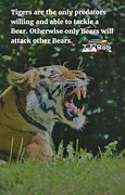 Image result for Tiger Predator Meme