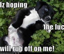 Image result for Good Luck Dog Meme