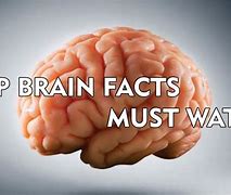 Image result for Amazing Facts About Human Brain