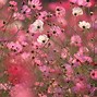 Image result for Cosmos Flower Wallpaper 4K